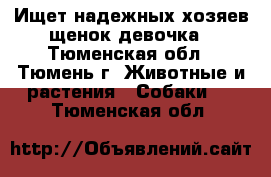 Ищет надежных хозяев щенок девочка - Тюменская обл., Тюмень г. Животные и растения » Собаки   . Тюменская обл.